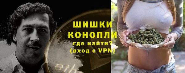 индика Новозыбков